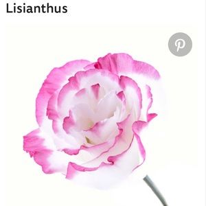 Meet your Posher, Angelique