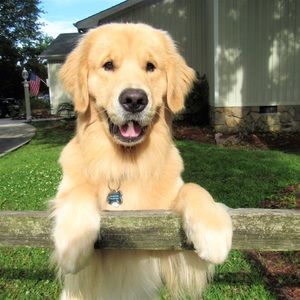 Meet your Posher, Grace