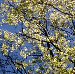 Meet your Posher, Mari