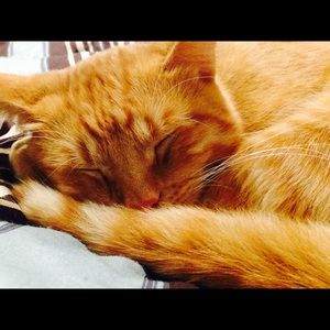 Meet your Posher, Tabitha