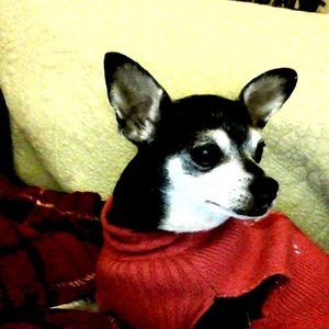 Meet your Posher, Debra