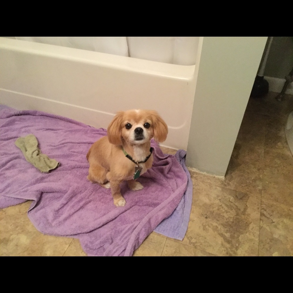 Meet your Posher, Maddie