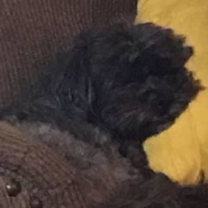 Meet your Posher, Lisa