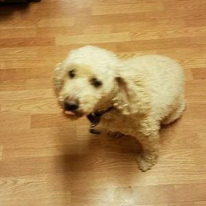 Meet your Posher, Chris