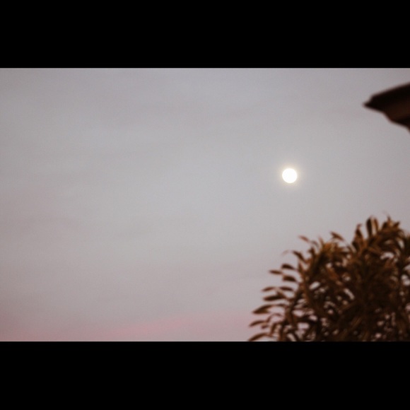 Meet your Posher, Peyton - Picture 1 of 1