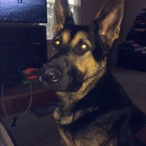 Meet your Posher, Dan