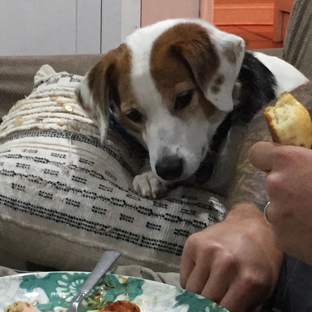 MAKE AN OFFER (Loki the dog says)