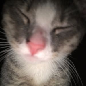 Meet your Posher, Lora