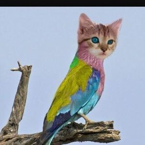 Meet your Posher, Laurie