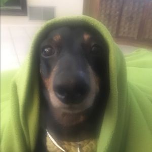 Meet your Posher, Bailey