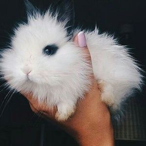 Meet your Posher, Emmeline