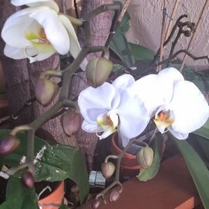 Meet your Posher, Anne