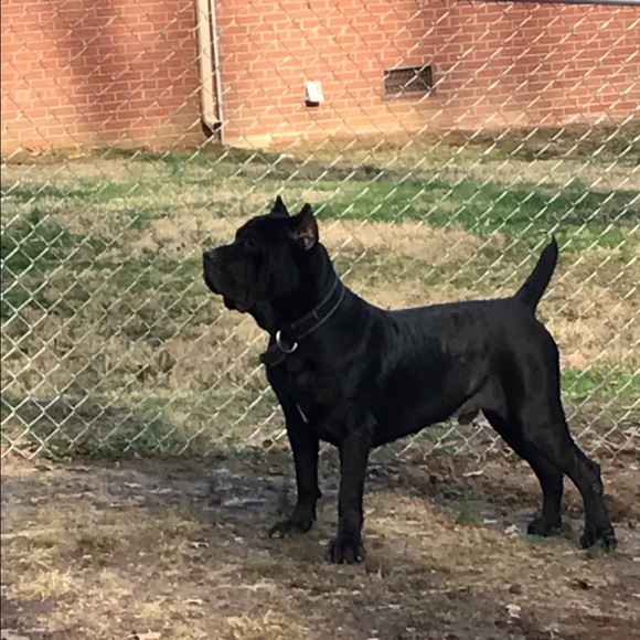 Meet your Posher, Tyson - Picture 1 of 1