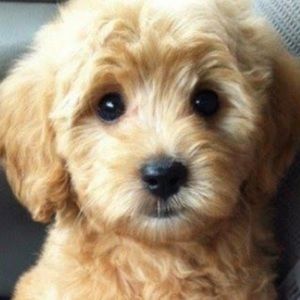 Meet your Posher, Eva