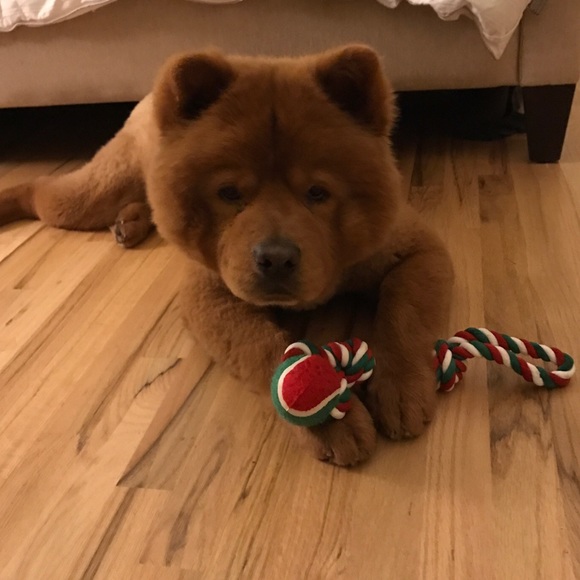 🐾 Meet Bowser & Bella 🐾 - Picture 2 of 3