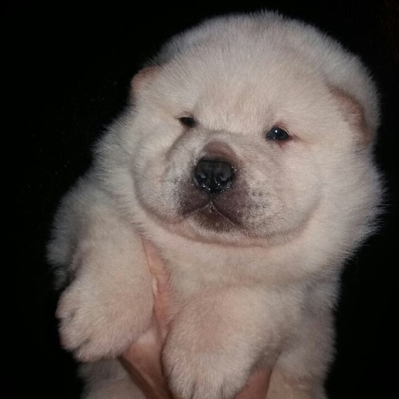 🐾 Meet Bowser & Bella 🐾 - Picture 3 of 3