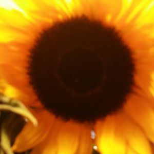 Meet your Posher, Carmen