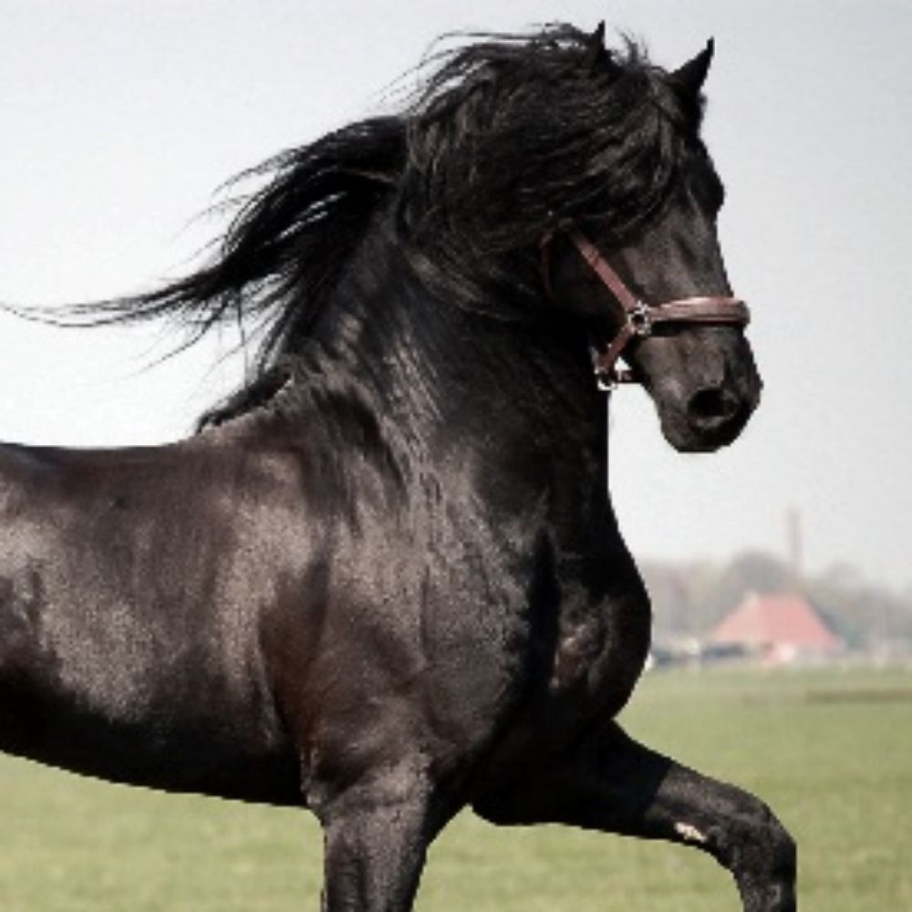 Meet your Posher, Kyla