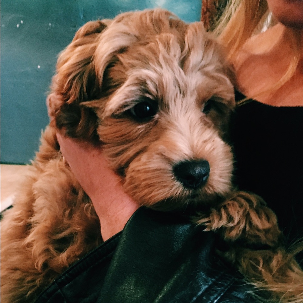 Meet your Posher, Honeybee