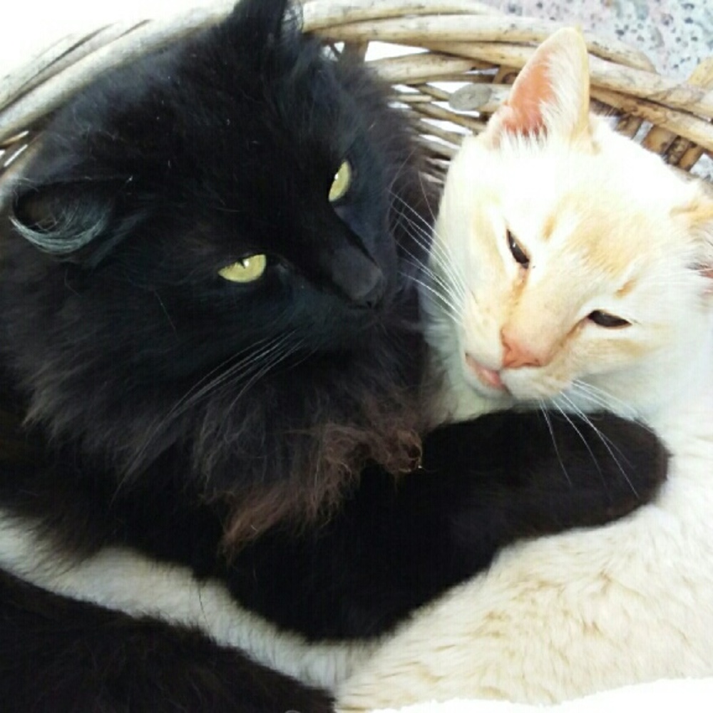 BFFs, so cute I had 2 take a pic