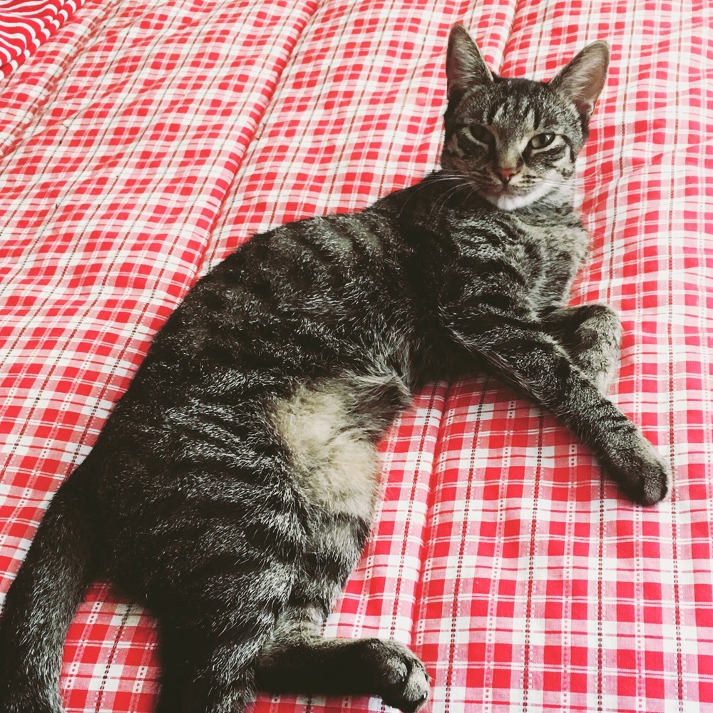 Meet your Posher, Molly