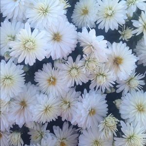 Meet your Posher, Macy