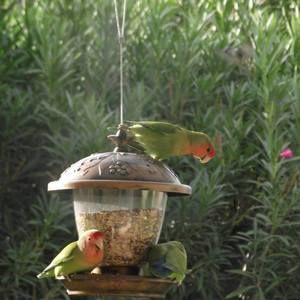 Meet your Posher, Jolene