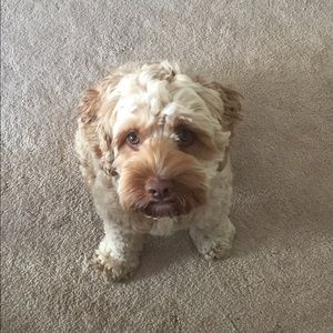 Meet your Posher, George