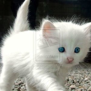 Meet your Posher, Alanna