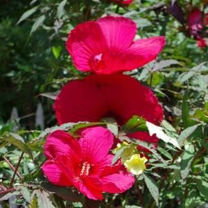 Meet your Posher, Harriet