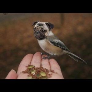 Meet your Posher, Raeann