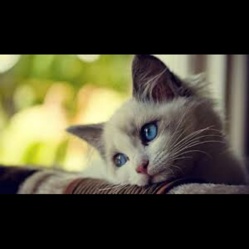 Meet your Posher, Savannah