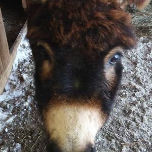 Meet your Posher, Sandi