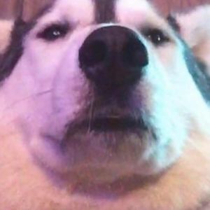 Meet your Posher, Ronald