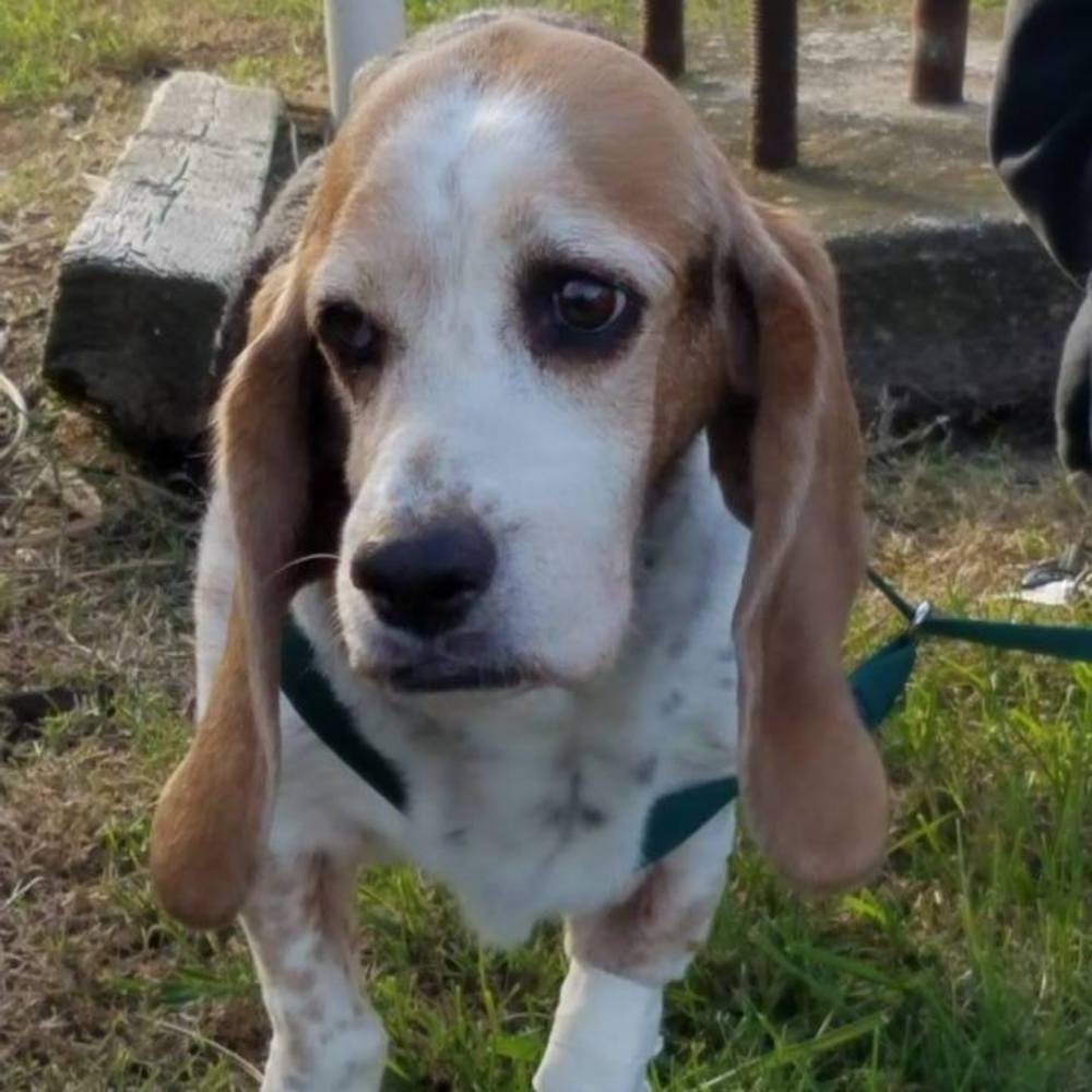 Meet your Posher, Jamie