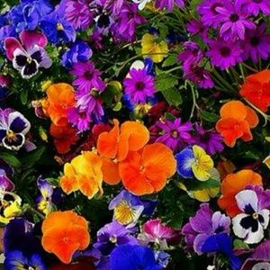 Meet your Posher, Cynthia