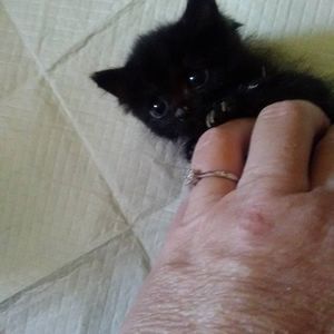 Meet your Posher, Lisa