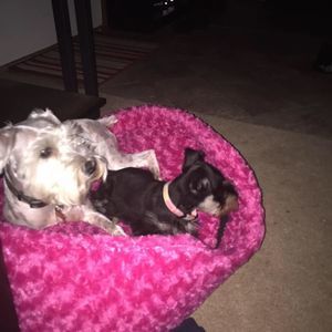 Meet your Posher, Brandie