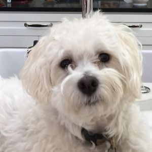 Meet your Posher, Walker