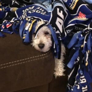 Meet your Posher, Thomas