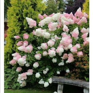 Meet your Posher, Debra