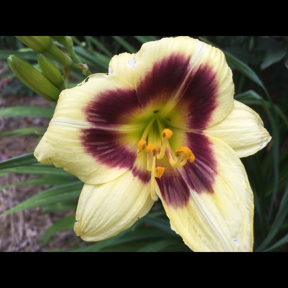 Meet your Posher, Christy