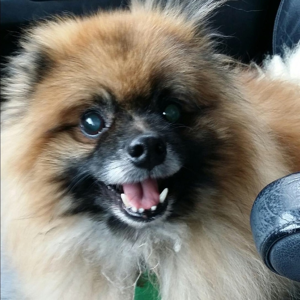 Meet your Posher, Holly