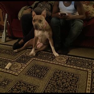 Meet your Posher, Albert