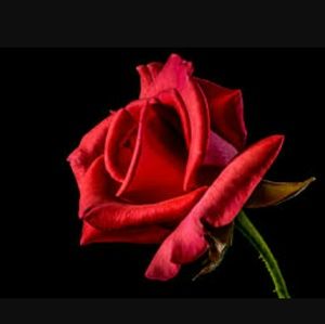 Meet your Posher, Yaniris