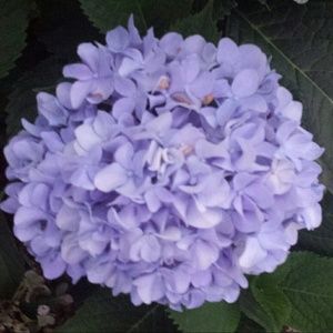 Meet your Posher, Dawn