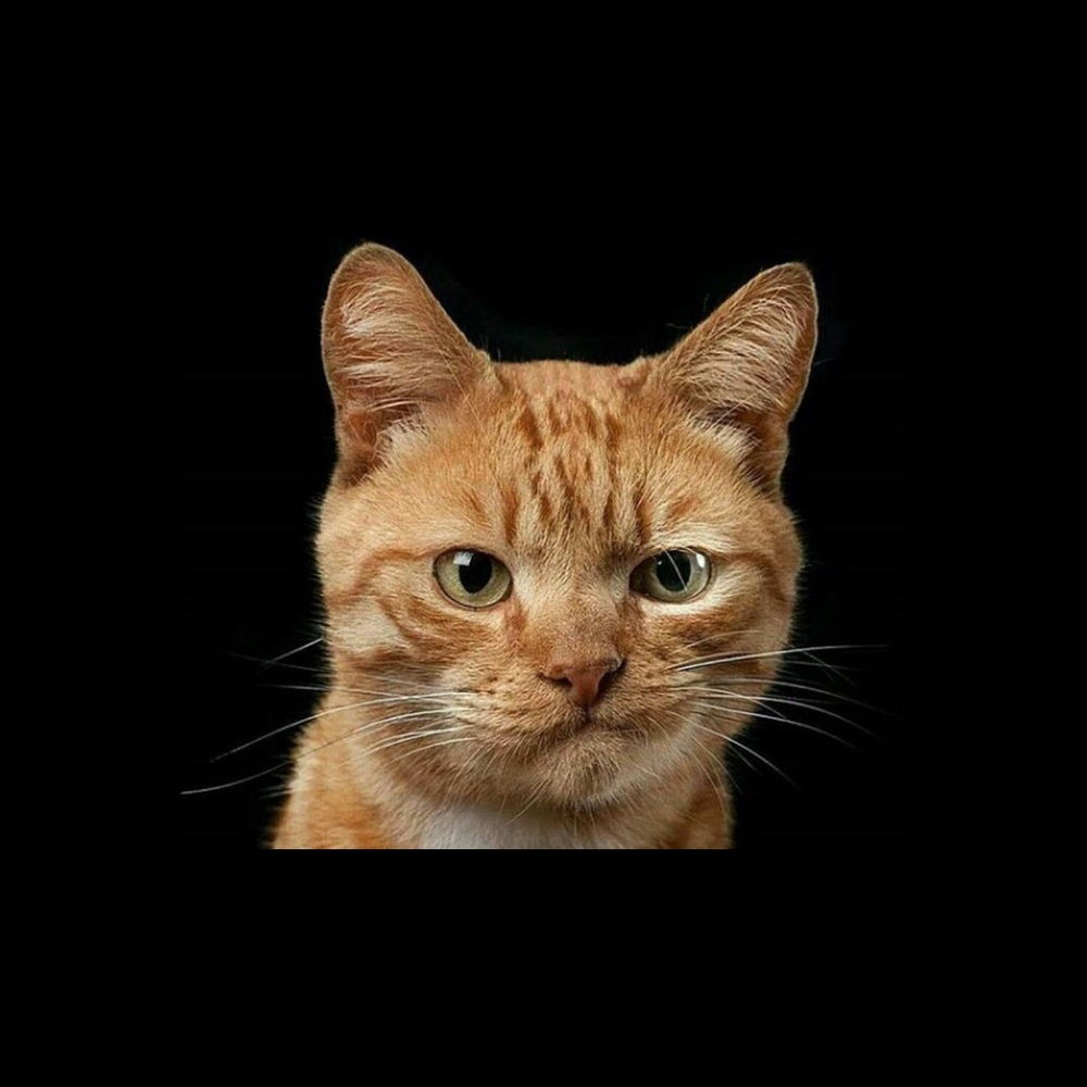 Meet your Posher, Magda