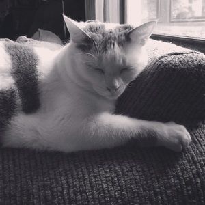 Meet your Posher, Anna