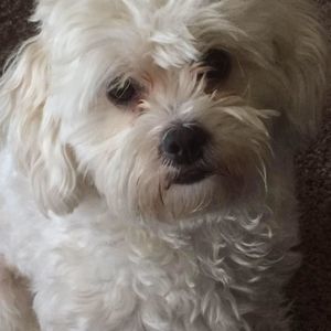 Meet your Posher, Pam