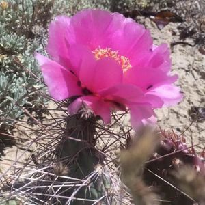 Meet your Posher, Erica